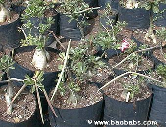 3 graines Rose du désert Faux baobab Adenium obesum Luangpaumsap