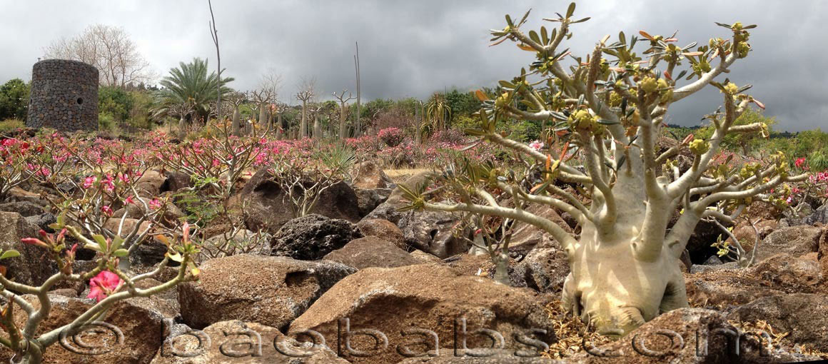 La Tour & Dorstenia gigas