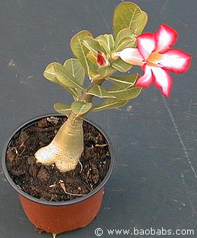 Adenium Obesum Hybrids <br/>(Baobab Desert Rose) — The Living Art Nursery