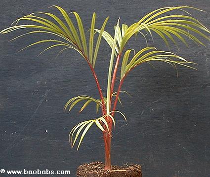 Jeune plant - Acanthophoenix rubra 