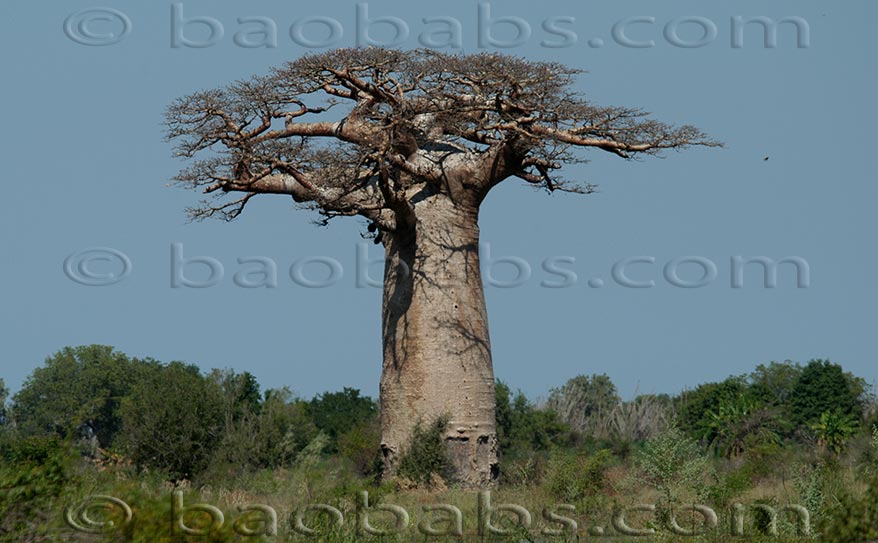 Adansonia grandidieri