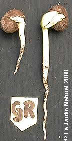 Adansonia-grandidieri-germination