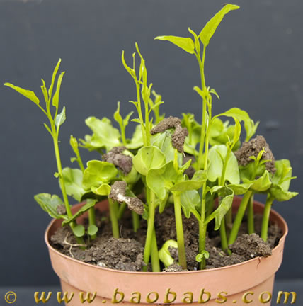 Адансония grandidieri - seedlings