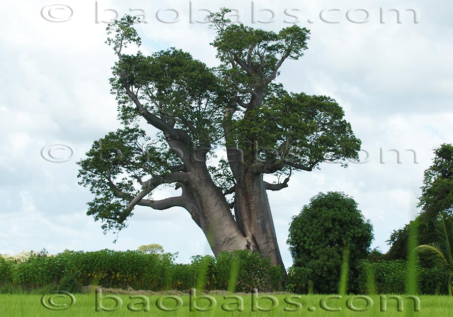 Adansonia za