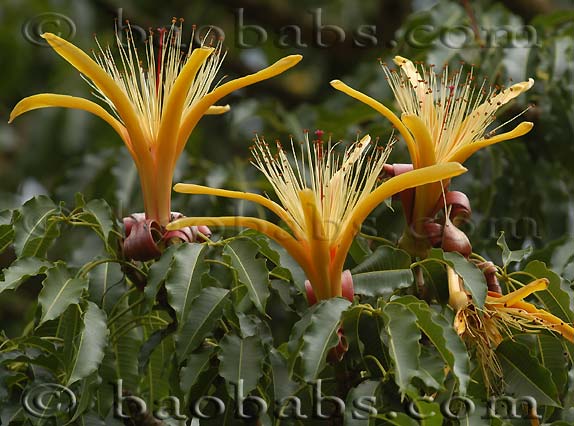 Adansonia za - Fiori