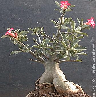 Adenium obesum