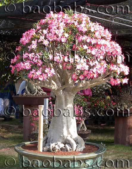 Adenium Obesum Hybrids <br/>(Baobab Desert Rose) — The Living Art Nursery