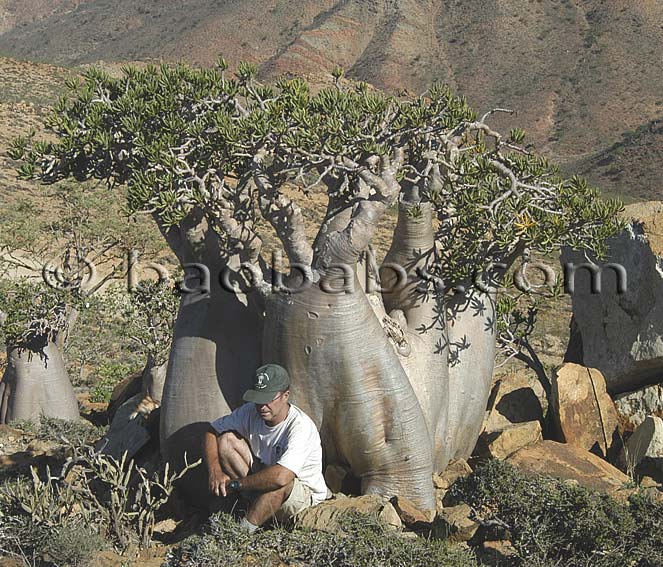 Adenium socotranum