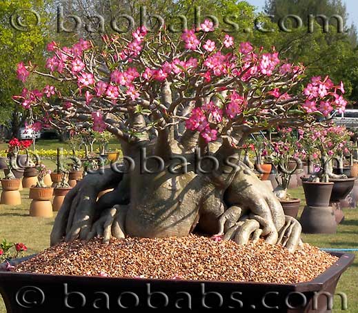 Adenium arabicum thai socotranum