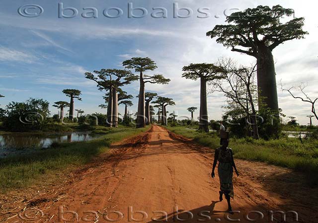 Adansonia grandidieri - Baobabs Allee - Morondava - Madagascar