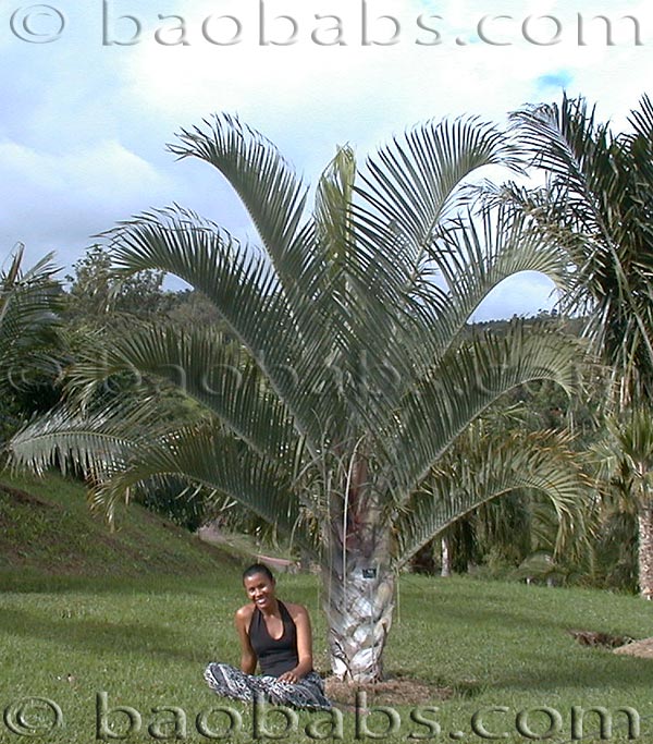 Palmier Triedre - Dypsis decaryi