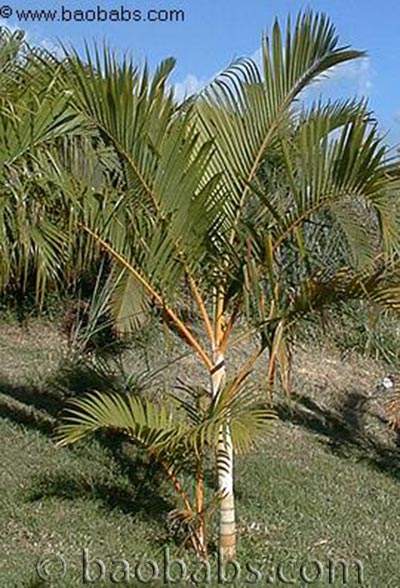 Palmier Cane d'or - Dypsis lutescens