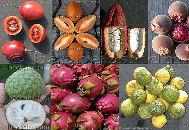 Plantes à Fruits et Epices