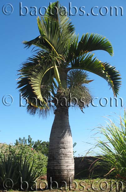 Hyophorbe lagenicaulis - Palmier bouteille