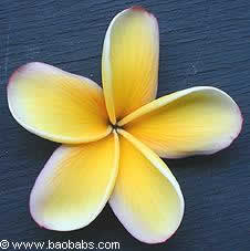 Plumeria rubra Caraib