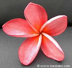 Plumeria rubra Orphee