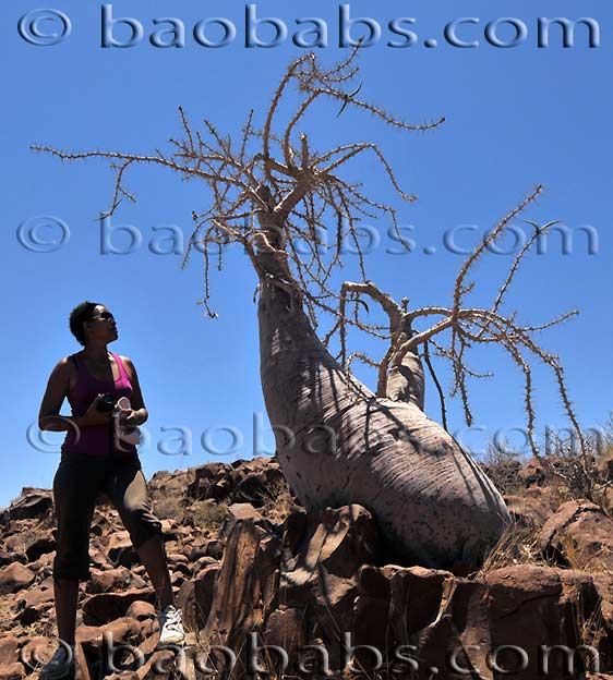 Pachypodium lealii lealii