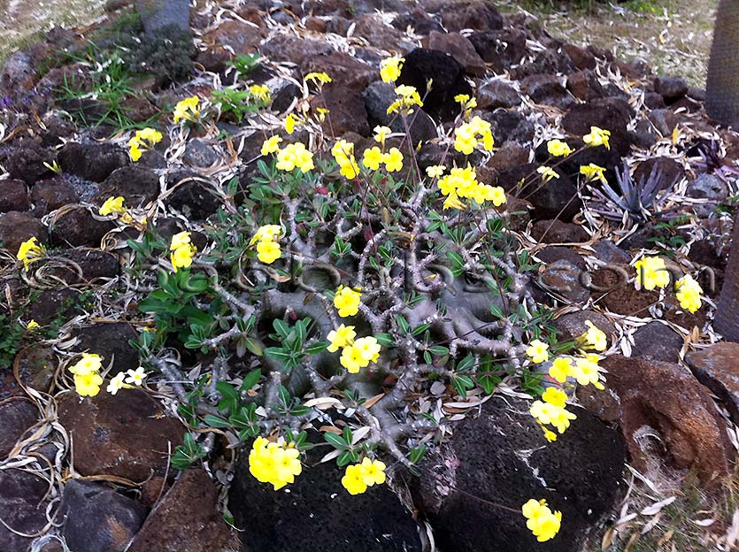 Pachypodium rosulatum