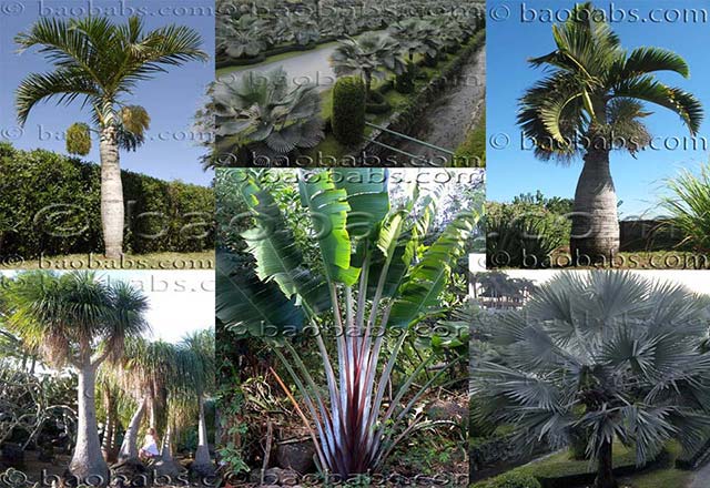 Palms and Palm-alike