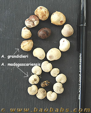 seeds of Адансония madagascariensis compared to seeds of Адансония grandidieri