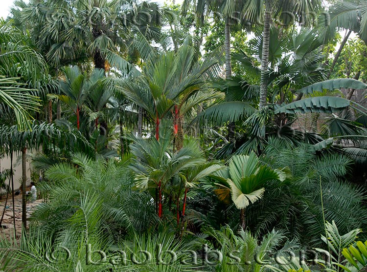 Palmiers tropicaux