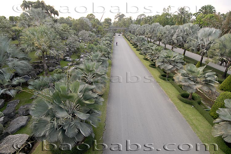 Palmiers bleus - Bismarckia nobilis - Copernicia hospita