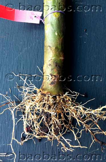 Plumeria - Frangipanier - Bouture avec racines