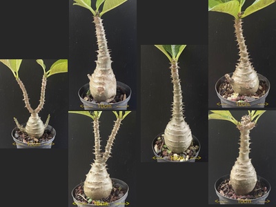 Pachypodium baronii windsorii Selection SAJ