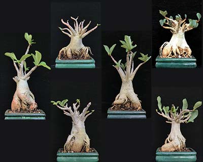 Adenium THAI SOCOTRANUM Selection SAO