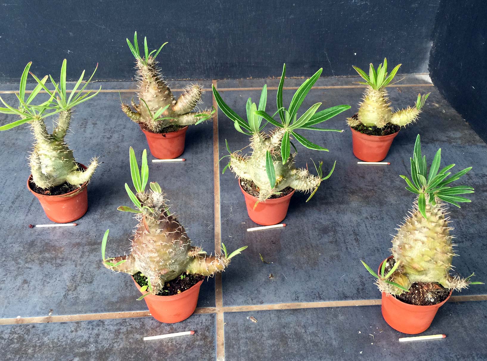 Pachypodium gracilius Selection Sc