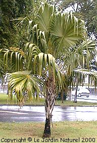 Palmera Thrinax