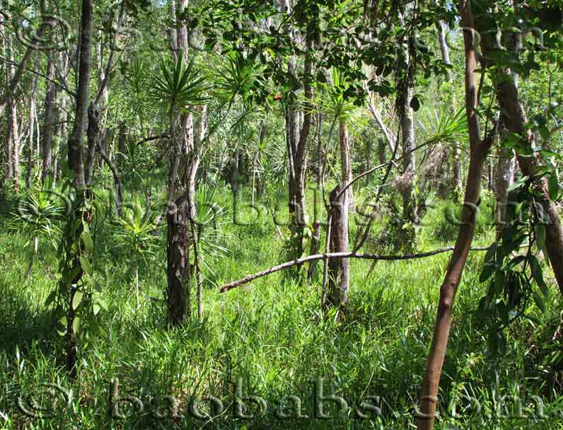 Vanilla planifolia, vanilla plant