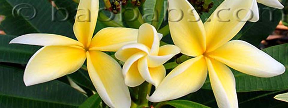 Plumeria_AZTEK_GOLD_THAI