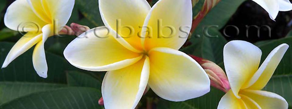 Plumeria_WHITE_STAR