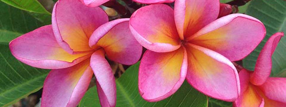 Plumeria_rubra_DAENG_TABTIM