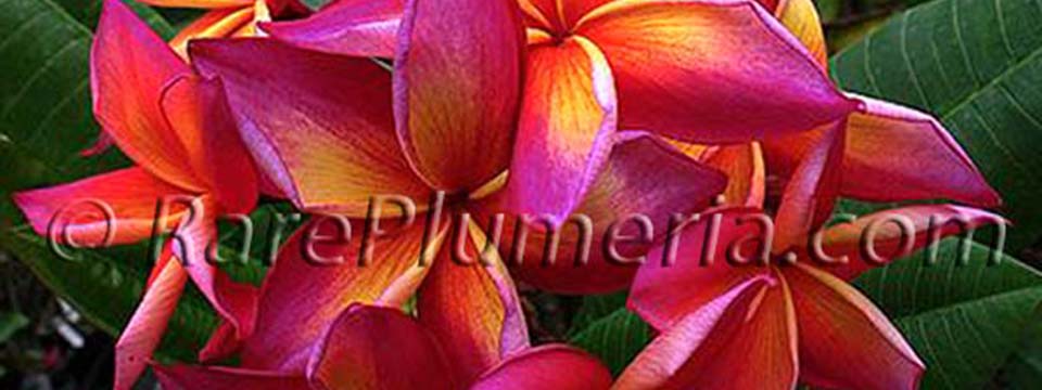 Plumeria_rubra_MATTALICA