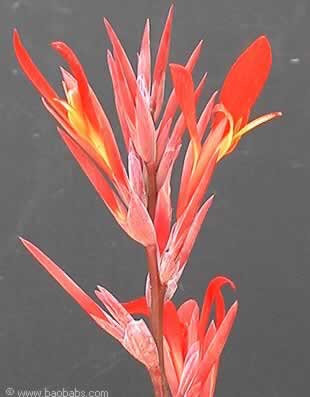 heliconia psittacorum