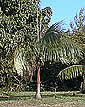 Palme,Palme tropicali,Palma