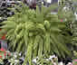 Palme,Palme tropicali,Palma