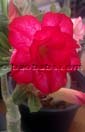 Adenium DBL RED