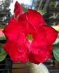 Adenium DBL REDBLACKY