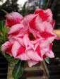 Adenium DBL TAGADA