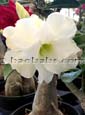 Adenium DBL WHITE