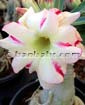 Adenium DBL YEROSE