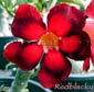 Adenium REDBLACKY