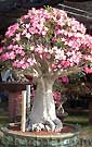 Adenium obesum