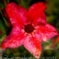 Adenium  RED STAR P05