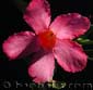 Adenium obesum PINK