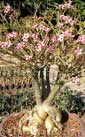 Adenium somalense crispum