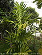 Palme,Palme tropicali,Palma